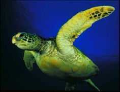 a green sea turtle swimming in the ocean