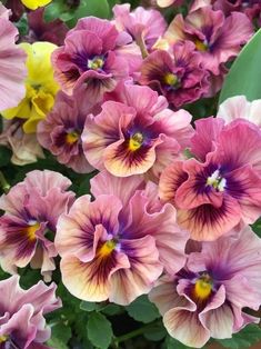 many pink and yellow flowers in a pot