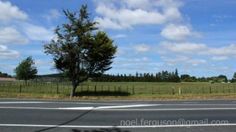 an empty road with a tree in the middle