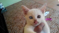 a white kitten with blue eyes is sitting on the floor and looking at the camera