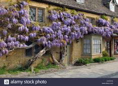 purple wisters growing on the side of an old building