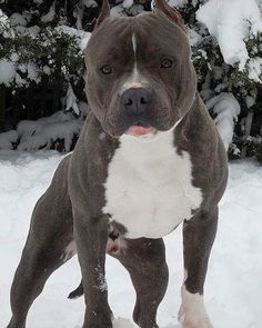 a brown and white pitbull standing in the snow with his tongue out looking at the camera