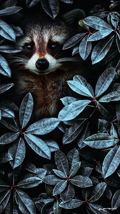 a raccoon peeks out from among the leaves in this artistic photo by person