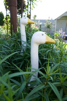 two white ducks are standing in the tall grass