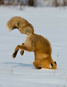 a red fox jumps into the snow to catch a frisbee