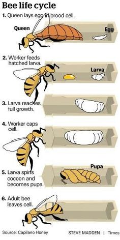 the stages of bees in their life cycle and how they can help them to survive