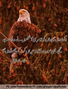 an eagle sitting on top of a tree branch with the words in english and arabic