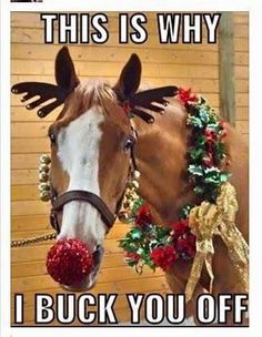 a horse with christmas decorations on it's face and the caption, this is why i buck you off