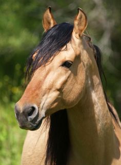 a brown horse with black mane standing in front of green grass and trees, looking at the camera