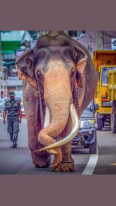 an elephant is walking down the street with its tusks