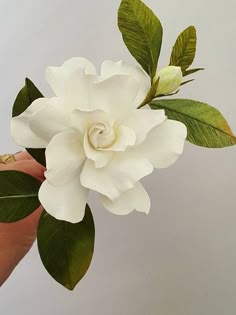 a hand holding a white flower with green leaves