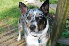 a dog with blue eyes looking up at the camera