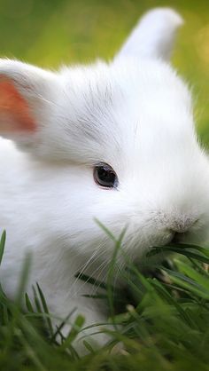 a small white rabbit sitting in the grass