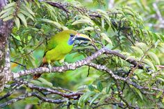 a green bird sitting on top of a tree branch