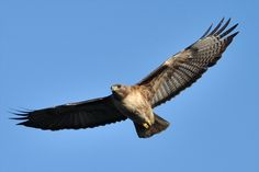 a hawk flying through the air with its wings spread