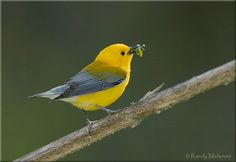 a yellow bird with a piece of food in it's mouth sitting on a branch