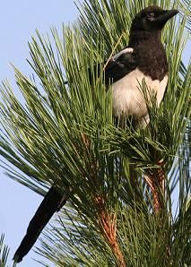 a black and white bird perched on top of a pine tree