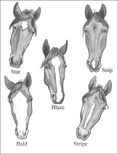 four different types of horses'heads are shown in black and white, with the names below them