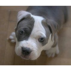 a puppy is standing on the floor looking at the camera with blue eyes and black nose