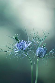 two blue flowers with green stems in the foreground