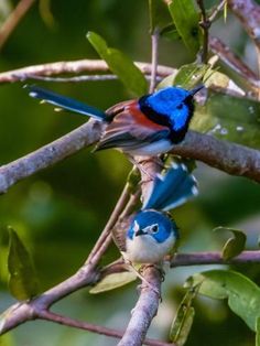 size: 12x9in Photographic Print: Lovely Fairywren in Queensland Australia by Imogen Warren : Bald Eagle Photo, Interesting Birds, Evolutionary Art, Animal Cute