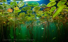 an underwater scene with green plants and water lilies