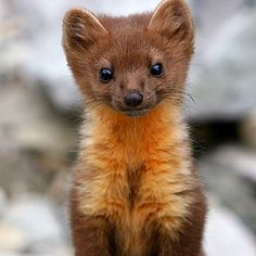 a baby pine marton sitting on top of a rock