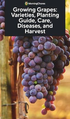 growing grapes varieties, planting guide, care, disease and harvest