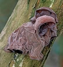 a close up of a tree with some kind of thing on it