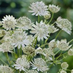 some white flowers are blooming in the field