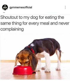 a dog eating out of a red bowl