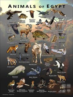 an image of animals of egypt