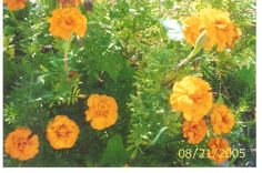 some orange flowers are growing in the grass and plants around them is bright yellow with green leaves