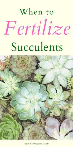 a book cover with succulents and the title when to fertilize succulents