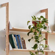 a potted plant sitting on top of a wooden shelf next to bookshelves