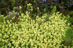 closeup of green plants with blue flowers in the background