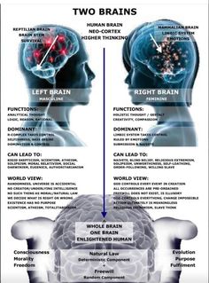 two brain sections, one with the left and right hemispheres highlighted in blue text