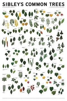 a poster with different types of trees and leaves on the bottom right hand corner, which includes