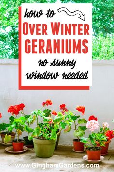 there is a sign that says how to over winter geraniums no sunny windows needed