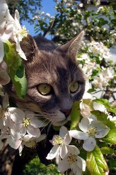 a cat is peeking out from behind some white and green flowers with the caption miha