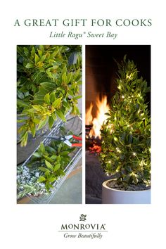 the front and back cover of a christmas tree in a pot with lights on it