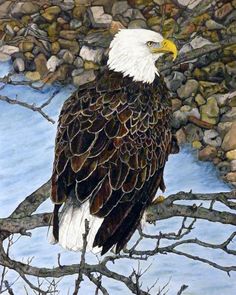 an eagle perched on a tree branch in front of some rocks and branches with water