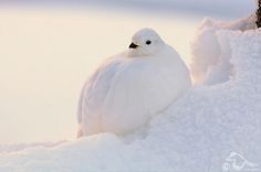 a white bird is sitting in the snow