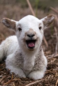 a baby lamb laying on the ground with its tongue out and texting if you're reading this i hope we have a lovely weekend