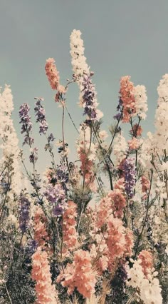 some pink and purple flowers are in the grass