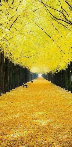 trees with yellow leaves are lined up along the path to an open area that is covered in grass