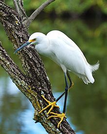 a white bird perched on top of a tree branch next to a body of water