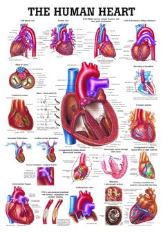 the human heart is shown in this diagram, with all its major structures and functions