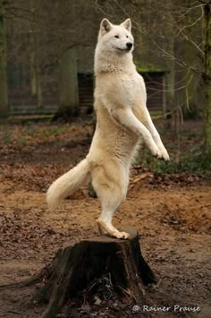 a large white dog standing on its hind legs