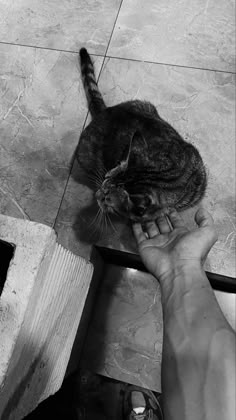 a black and white photo of a cat being petted by someone's hand